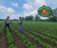 Two farmers standing in a field at Pfennings Farm.
