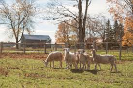The Importance of Well-Sourced Bones in Bone Broth: What Grass-Fed, Pasture-Raised, and Organic Really Mean